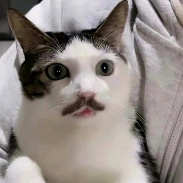 满山猴屁我最红
