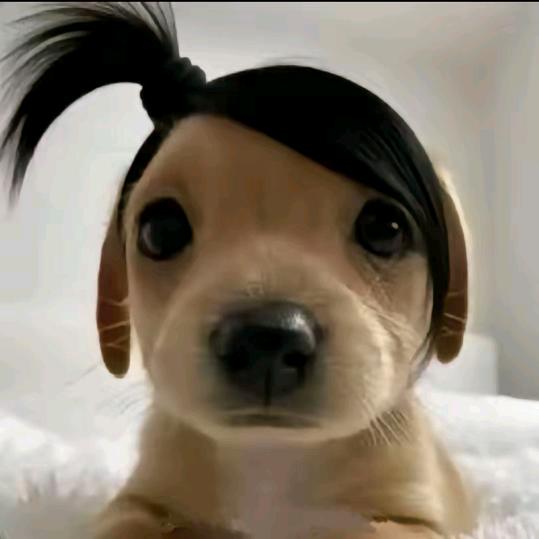 鲤