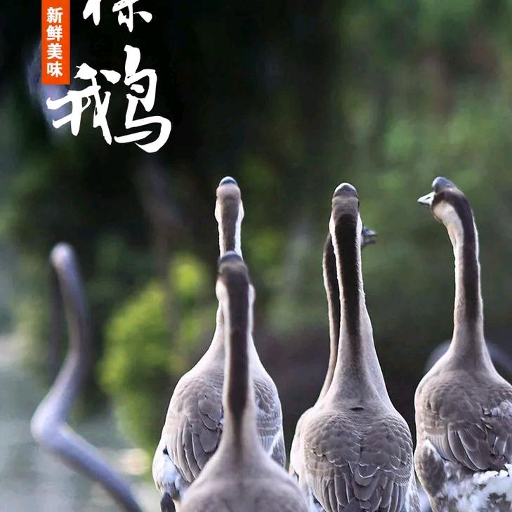 广东黑棕鹅 烧鸡鸭鹅原材料批发鹅掌翼