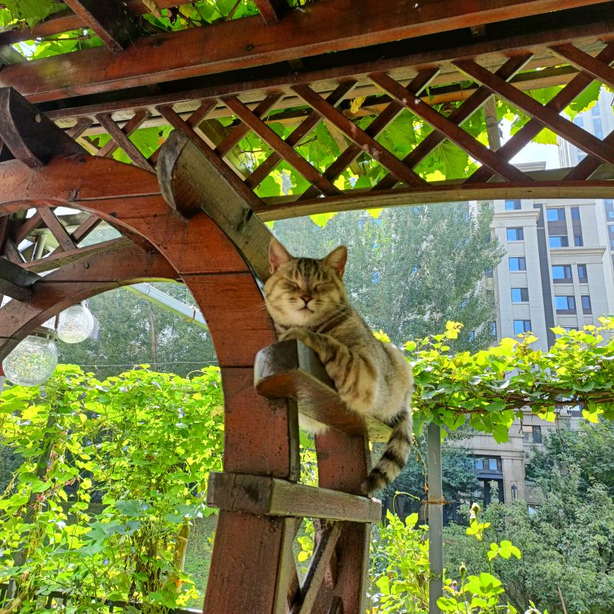 大花猫