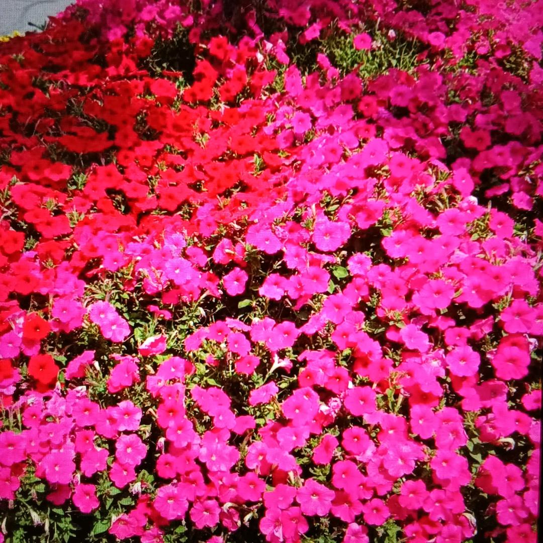 🍎乐🍊过🍉其🍍中🥝