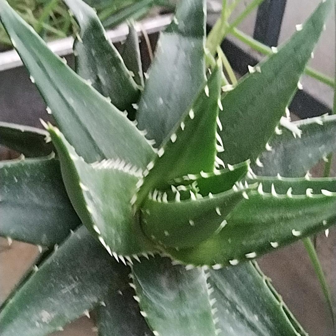 笑口常开