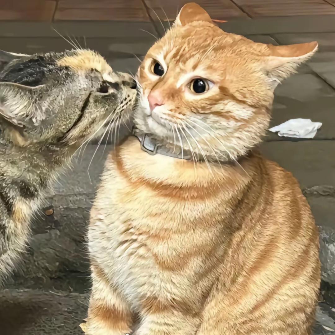 么凹猫.
