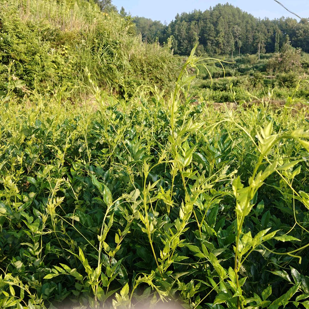 来凤藤茶  芳姐