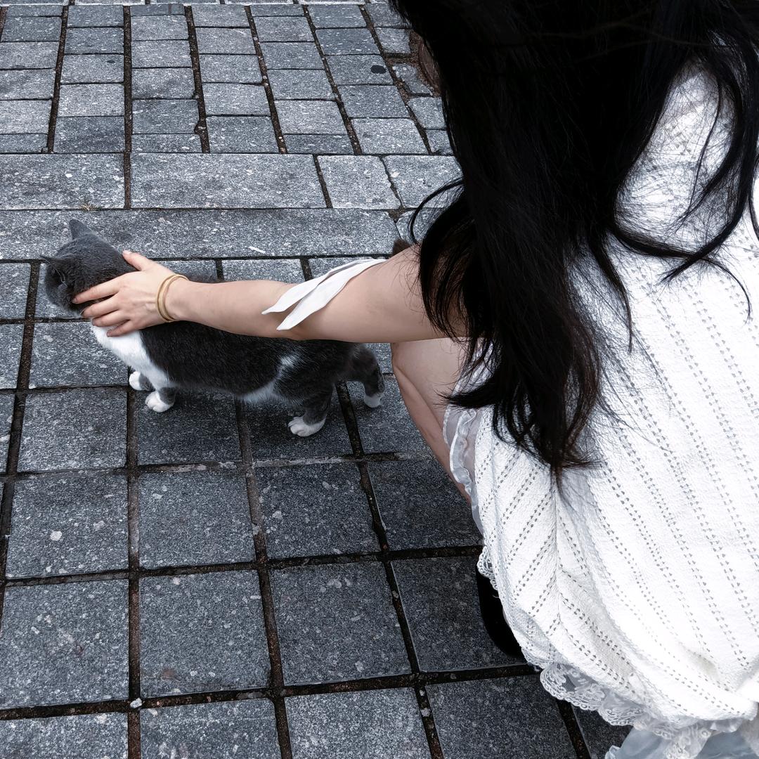 太阳猫