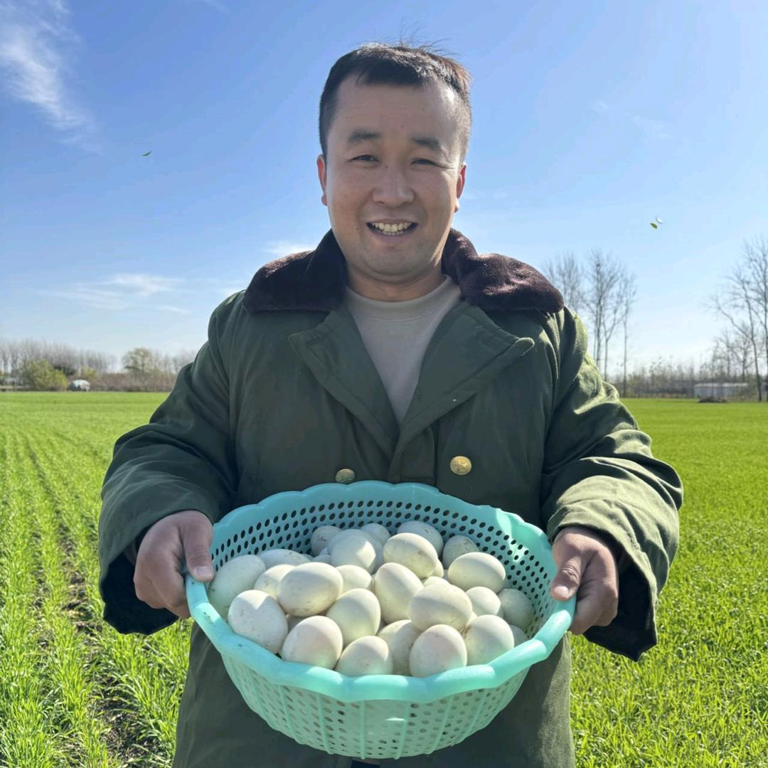河南蛋总