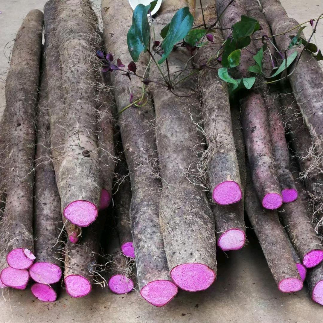 紫玉淮山种植