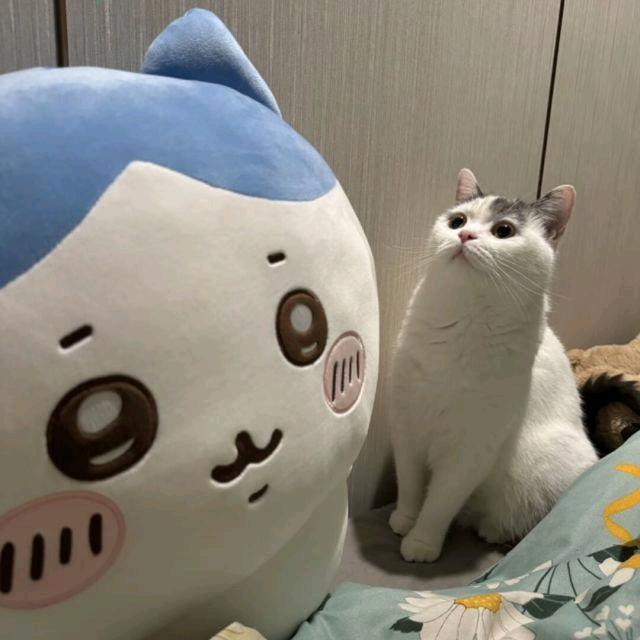 哈哈哈。。。
