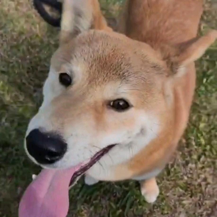 瓦豆小可爱