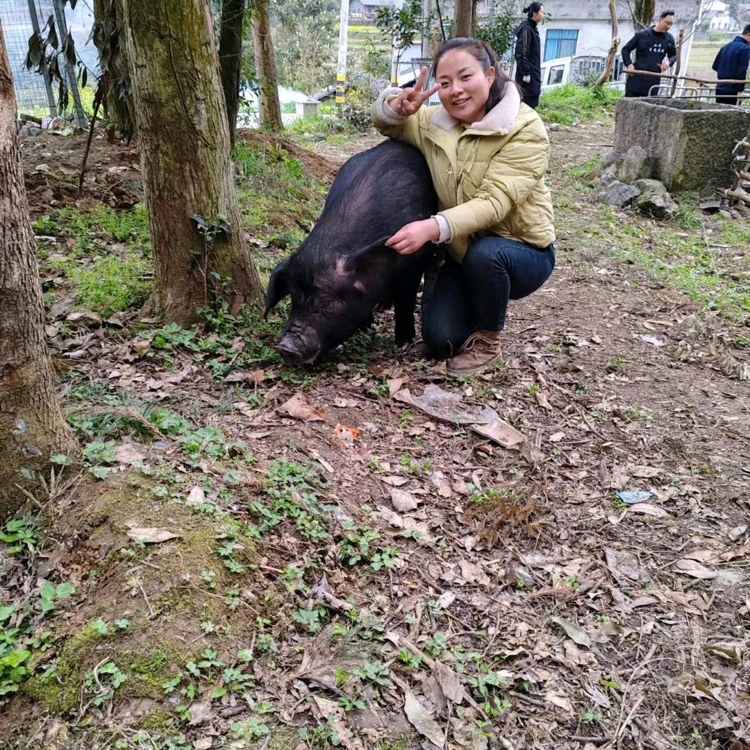 黑猪妹妹