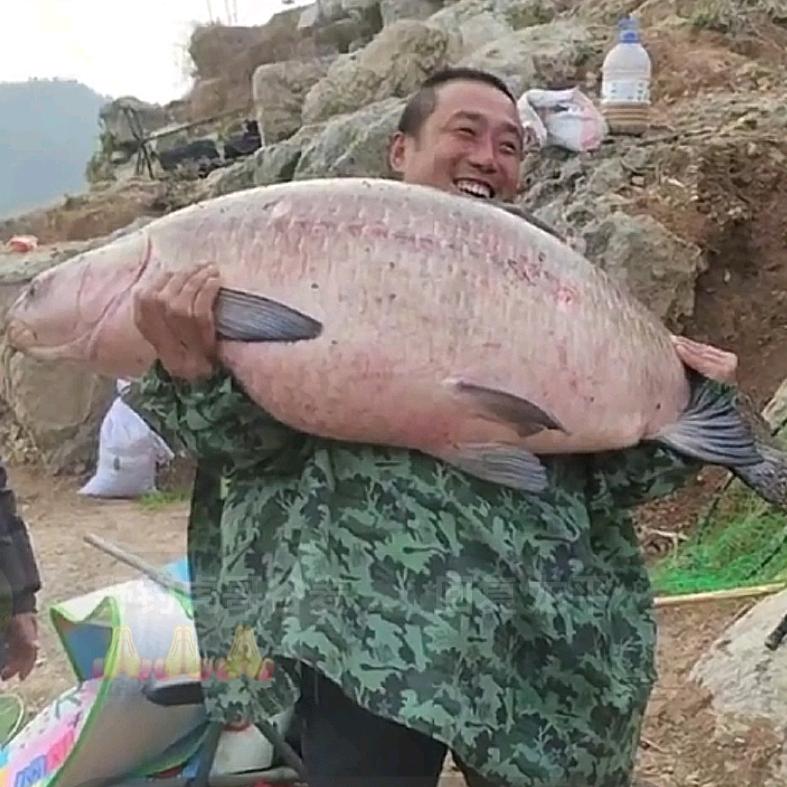 野钓虎哥谷麦逗钓