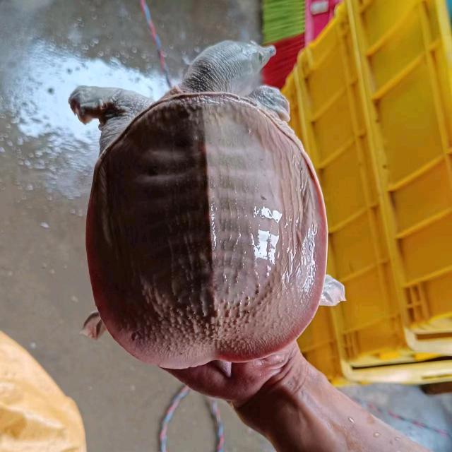 一生输赢全靠拼！风生水起靠身己！