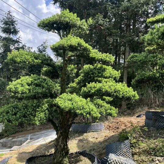 六枝园艺屿林花坊