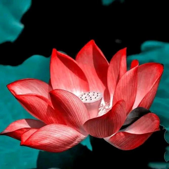 一粒沙