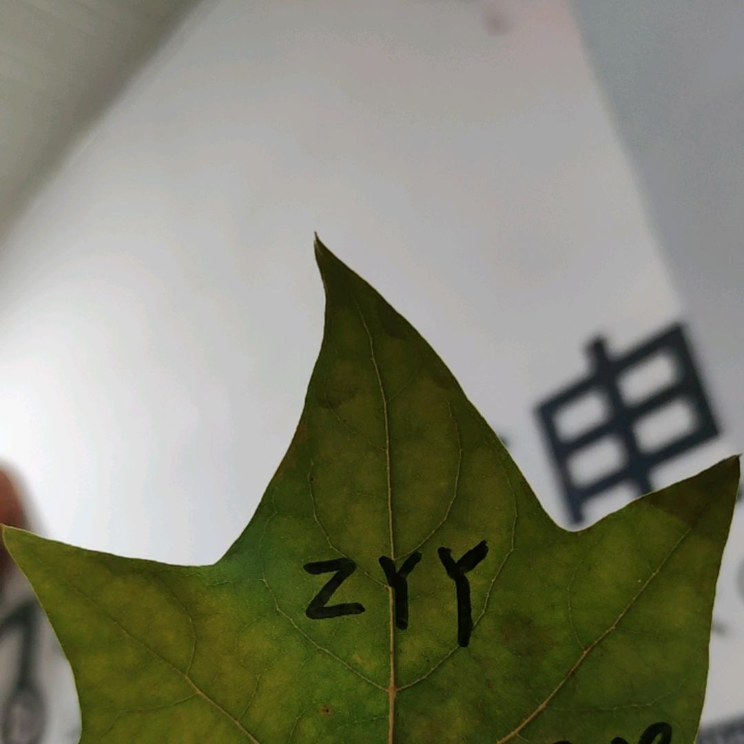 yyyy