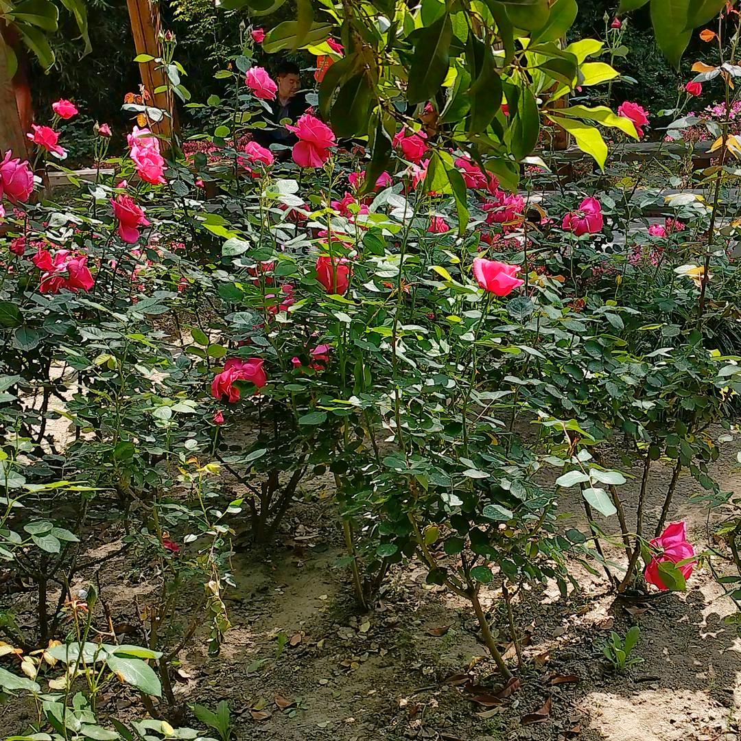 莲姐💃🏿💃🏿