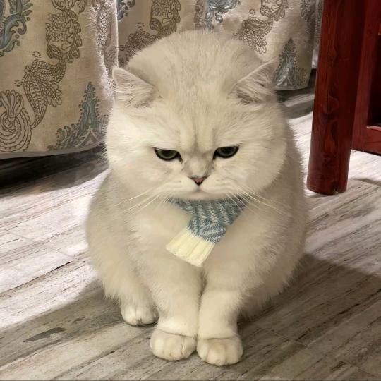 凌晨一点的🐱(●'◡'●)