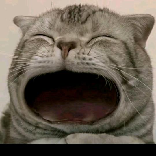 63年的兔子卫老二