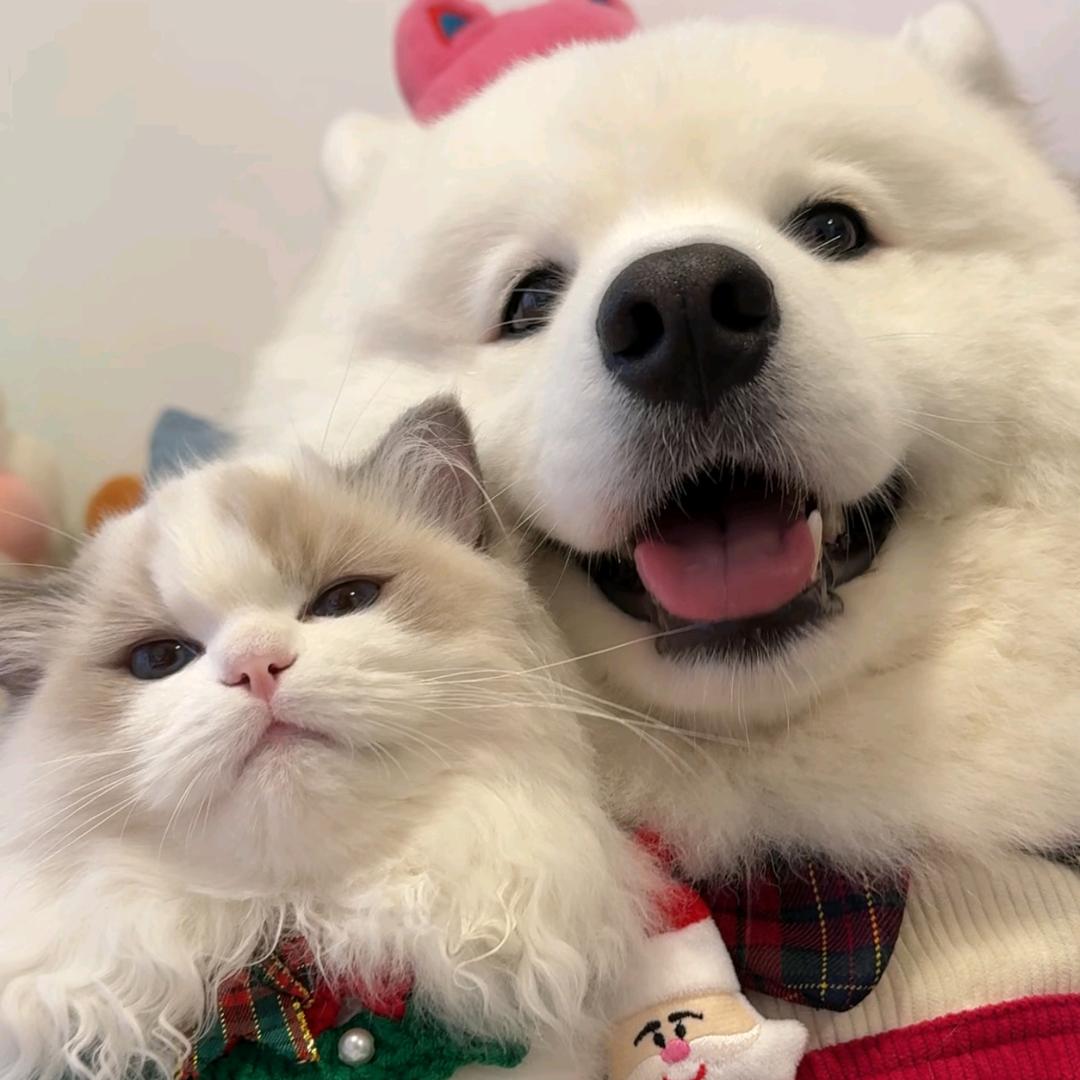 旺财旺财