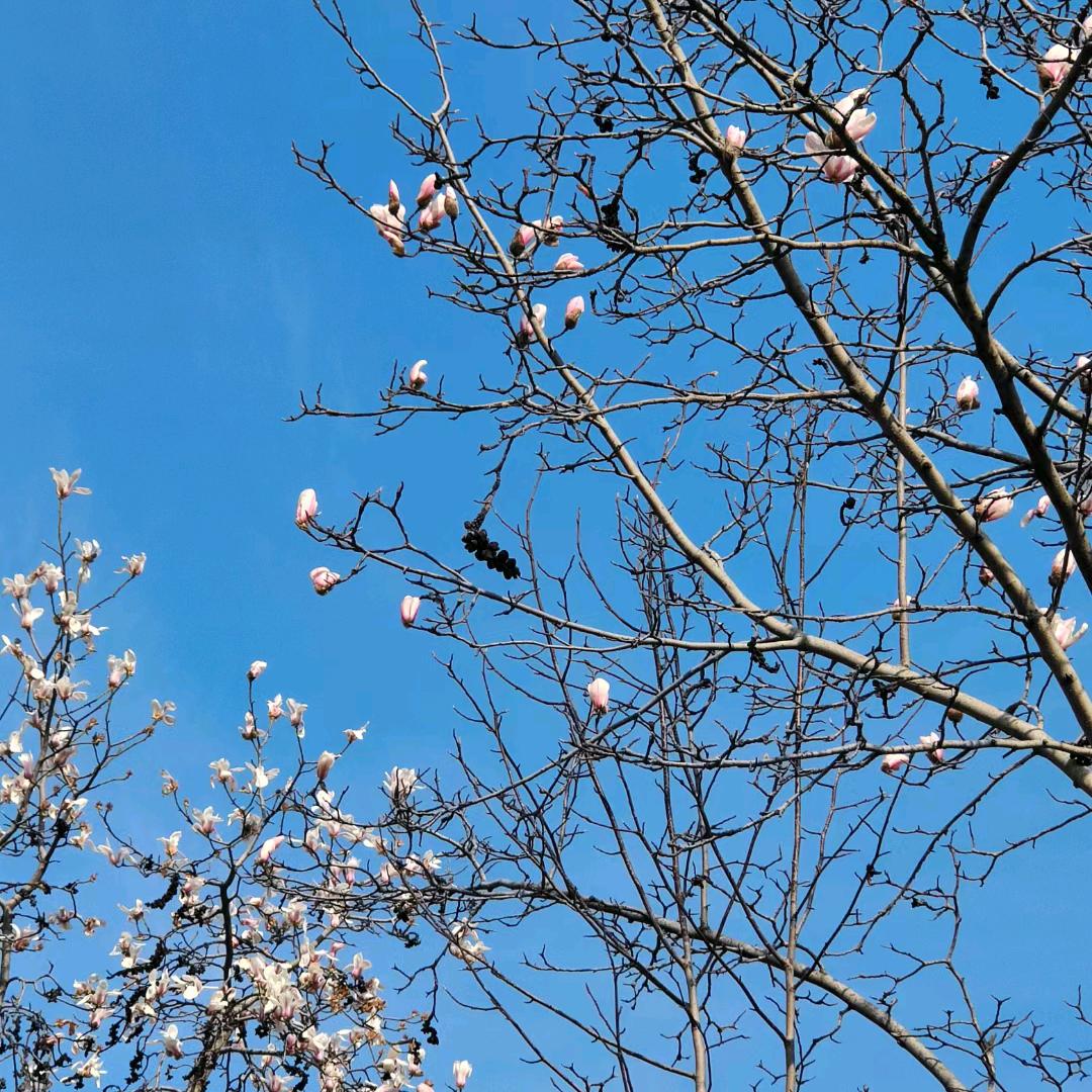 美菱智能茶吧机官方直播间