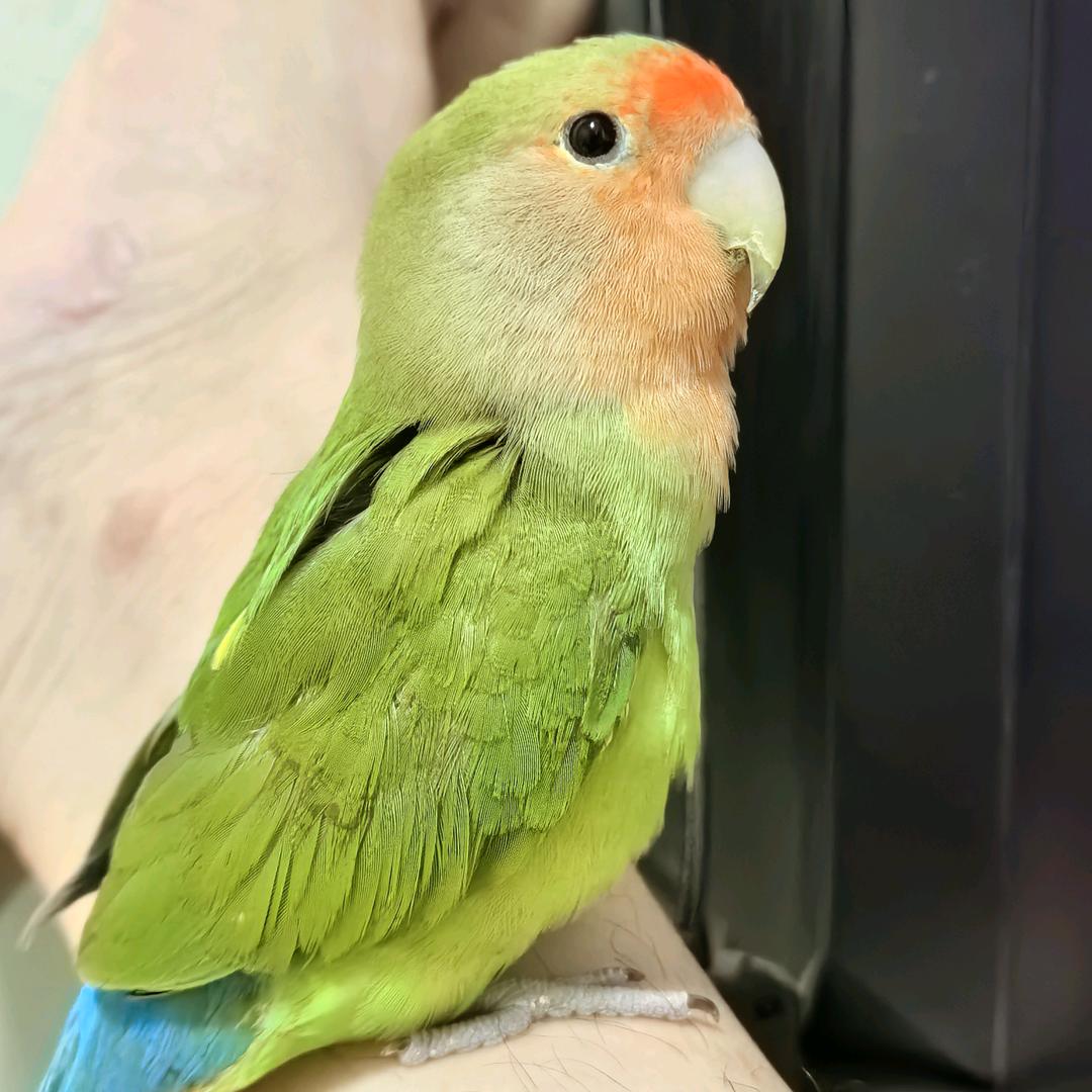 🌈两袖清风