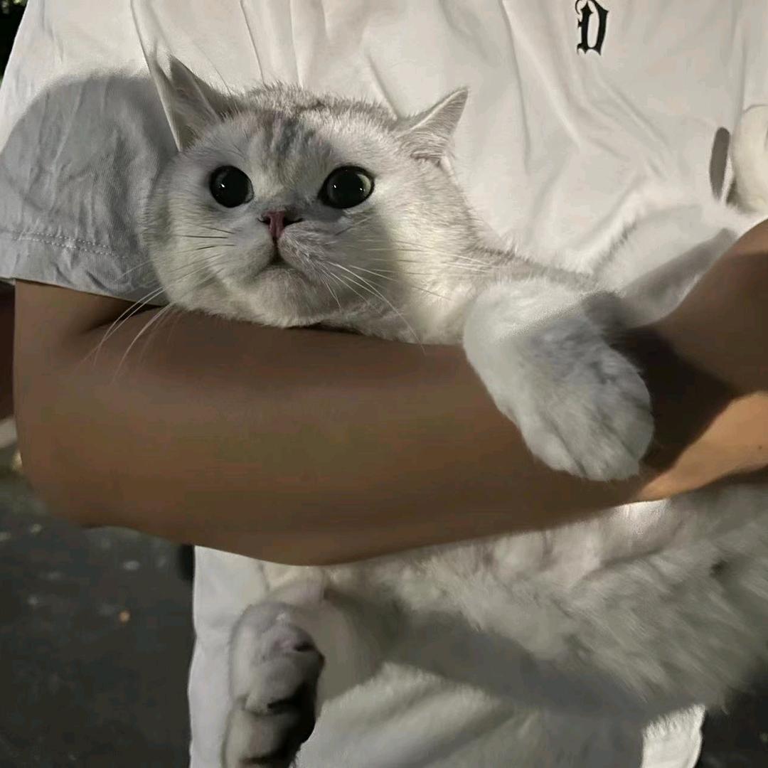 ¡