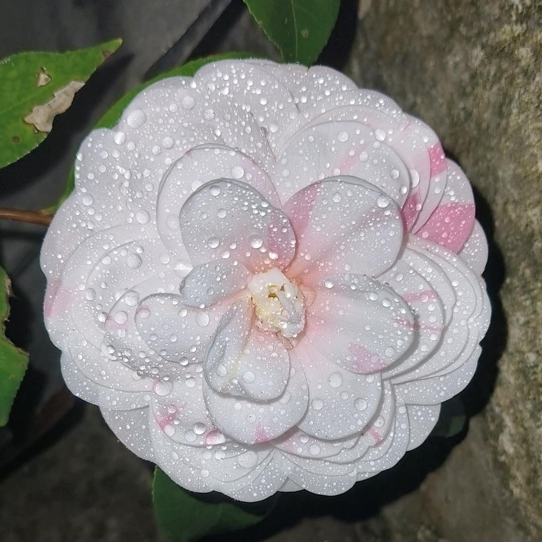 🌈利   仔   哥🌈