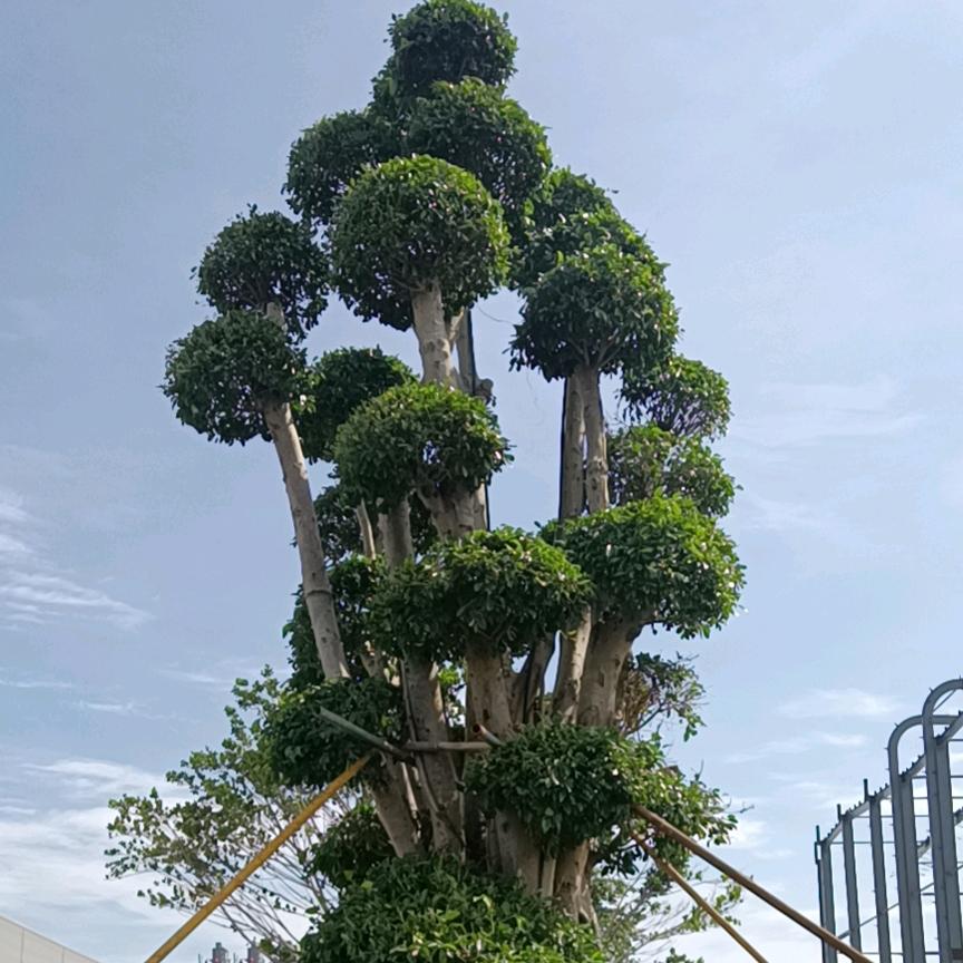 ღ⁵²º҉😎ེ 紫ཽ₁ᵌ₁⁴