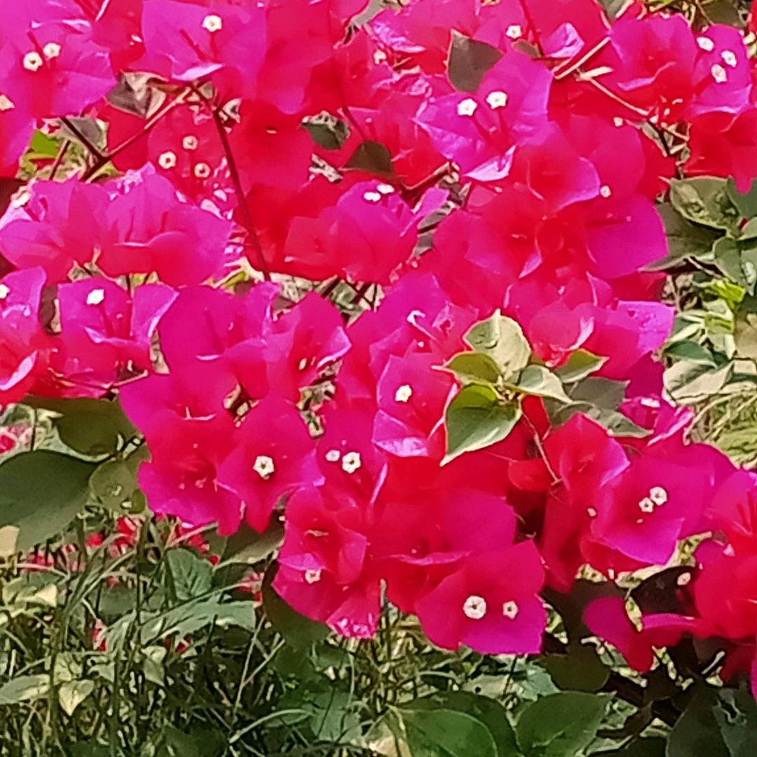 花🌸开