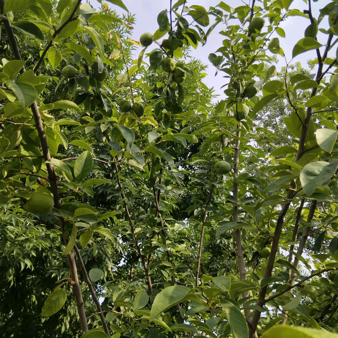 寒梅