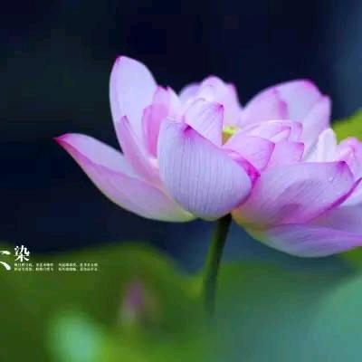 心语(感悟)