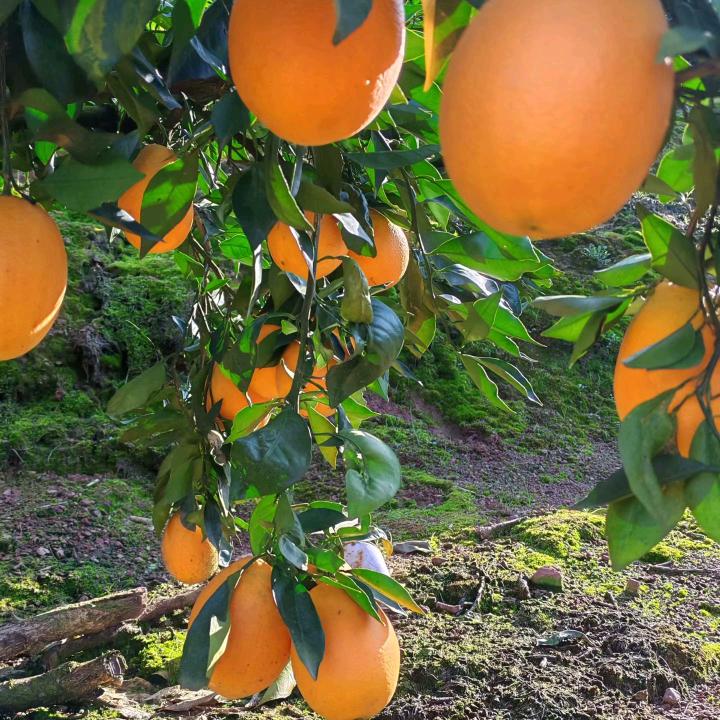 秭归脐橙代办代收