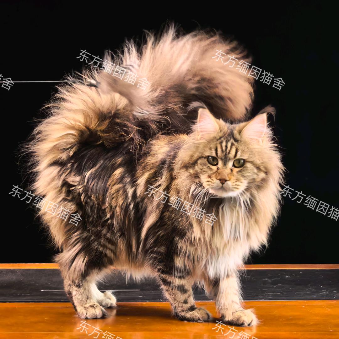 东方缅因猫舍