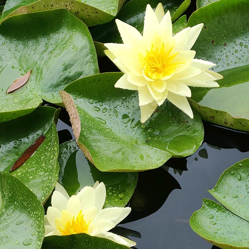 紫梦💐