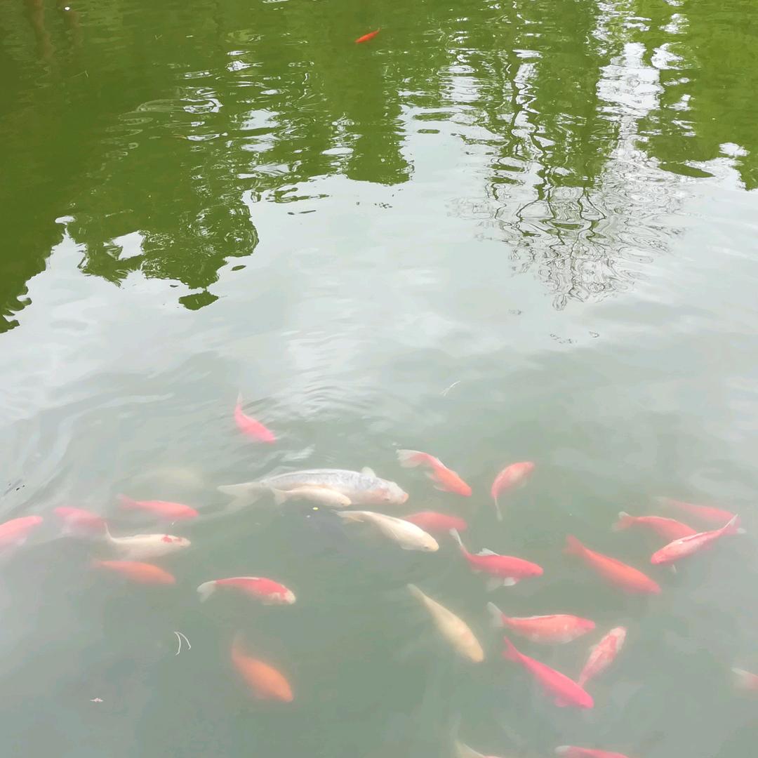 芙蓉
