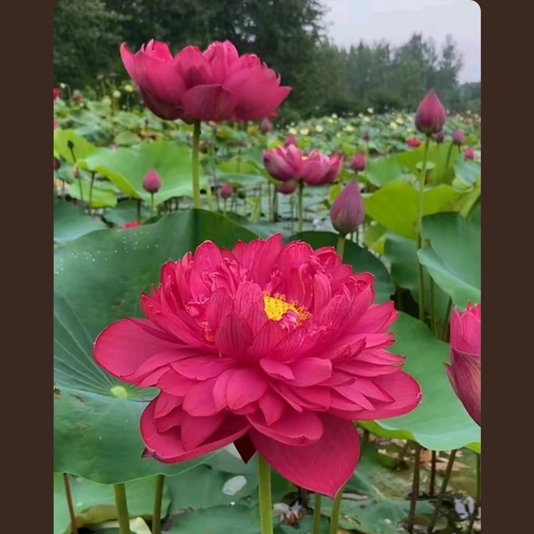 莲香缘