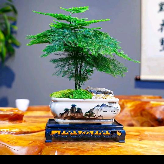 露水绿植小花园