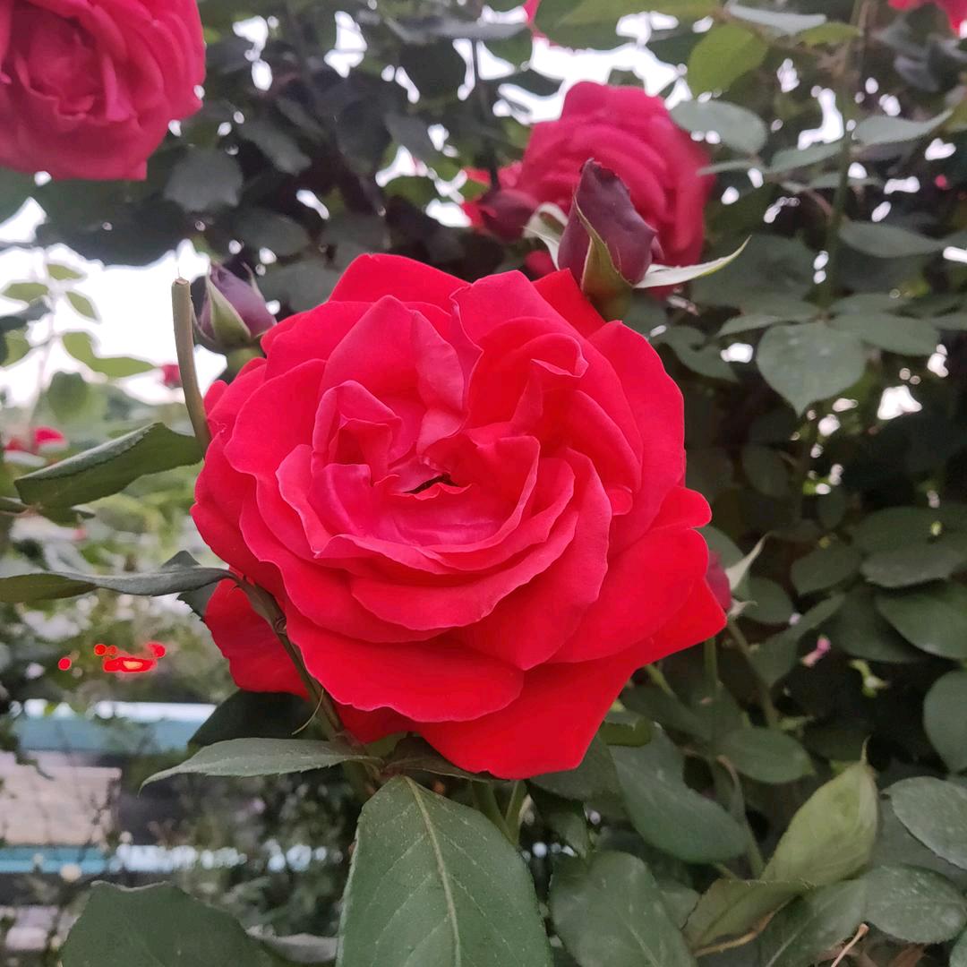 🌺花开有海🐲