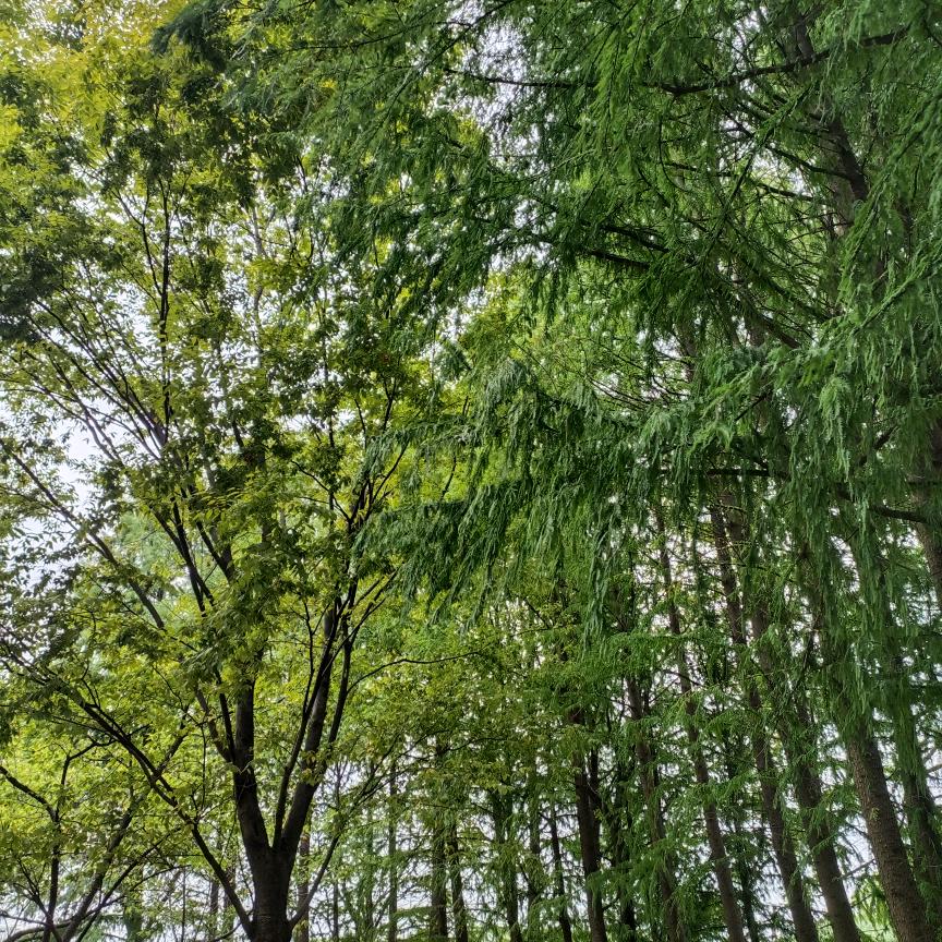 姐是限量版的