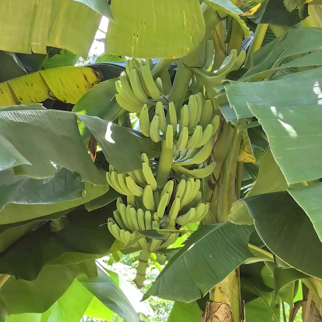 颖，幂，baby三位姐姐的小迷弟