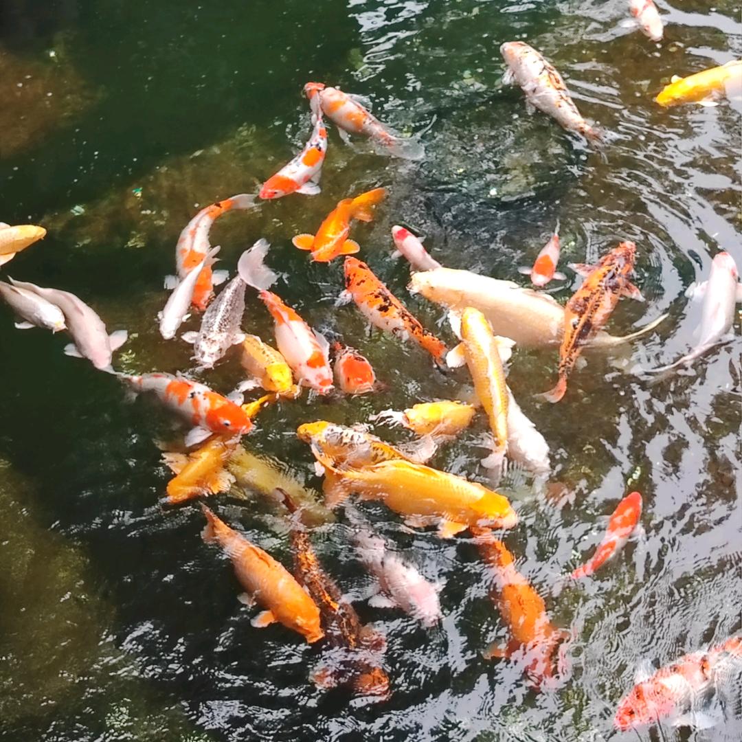 宝伦贸易