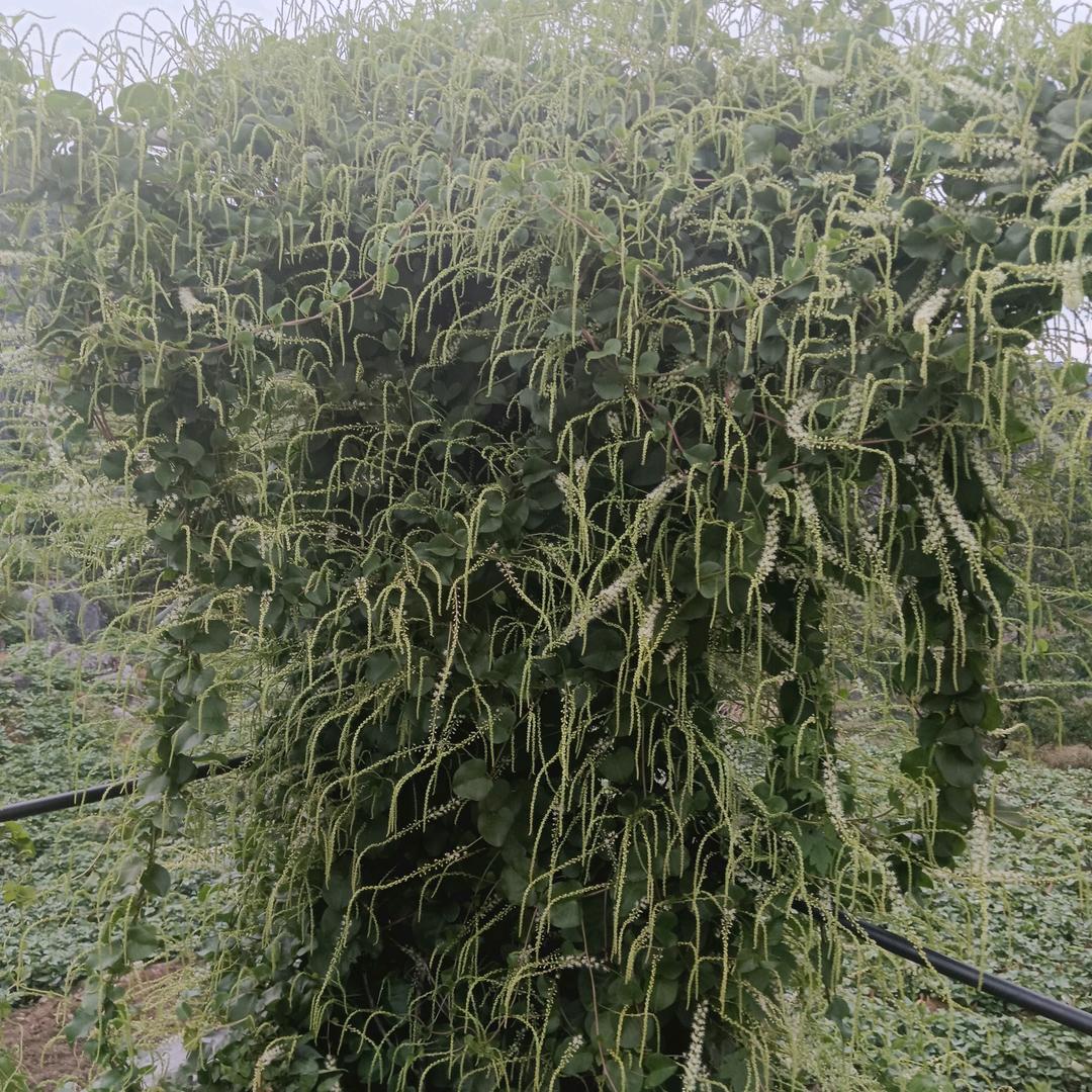 平安就是好