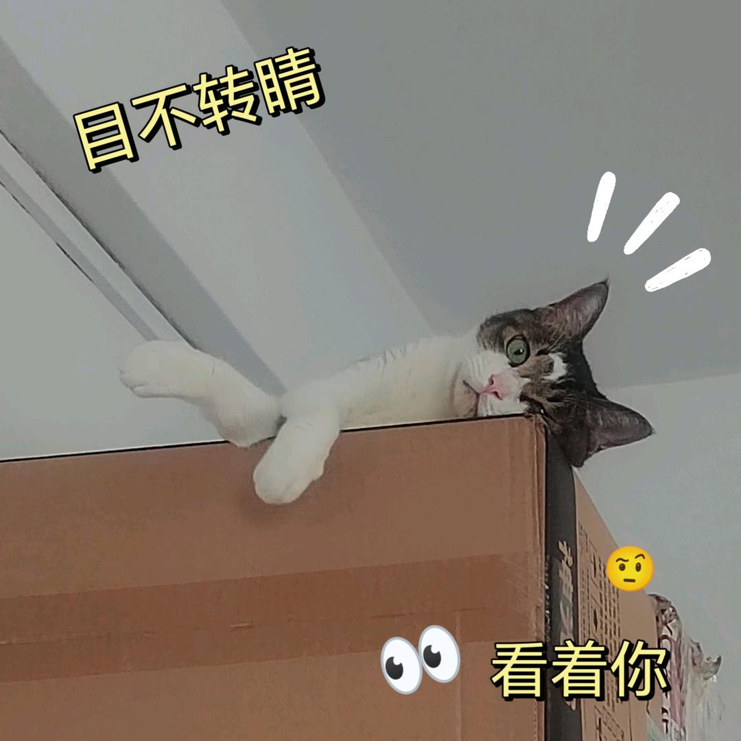 磕cp的yyX
