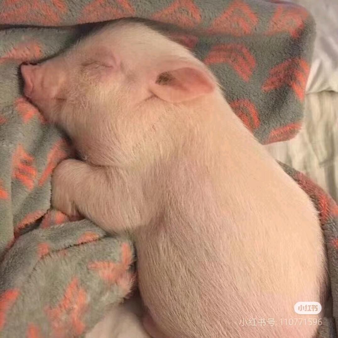 泡泡猪🐷