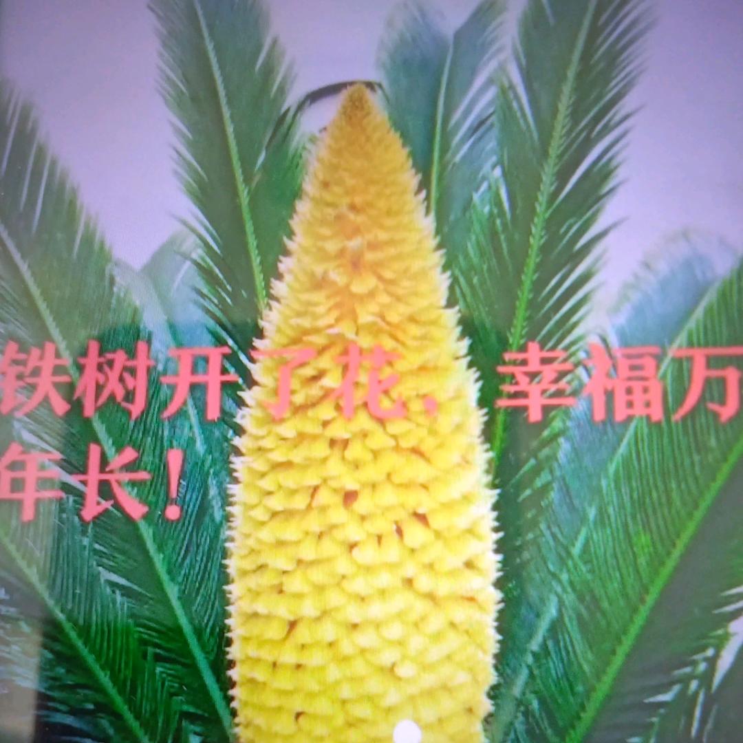 钦松快乐
