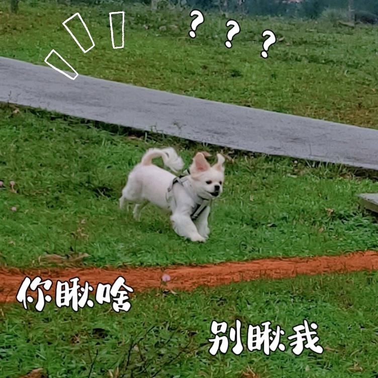 聪c