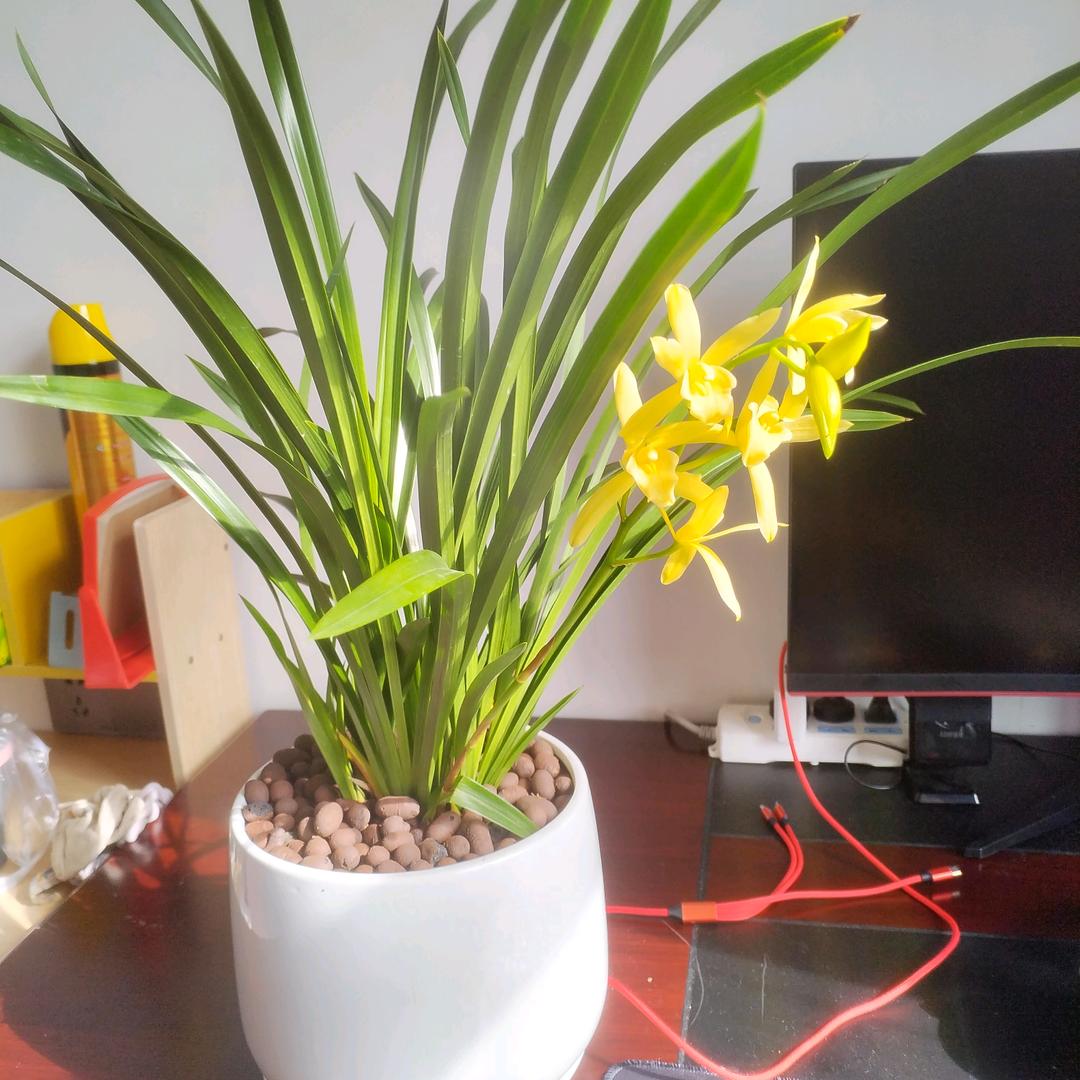 菊姐首播