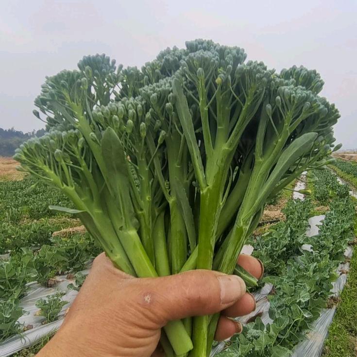 菜匠小邓