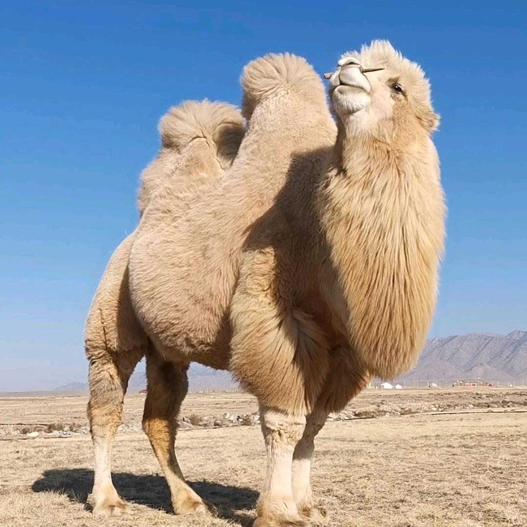骆驼CAMEL🐫
