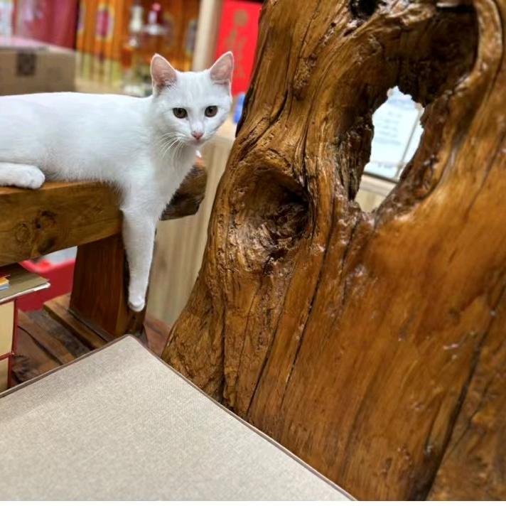 可乐爱爆米花🍿